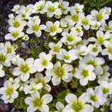 Хайлендер белая (white) семена камнеломки 20-25см (Syngenta)