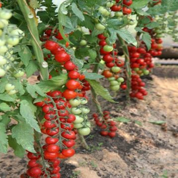 Томат Лаки F1