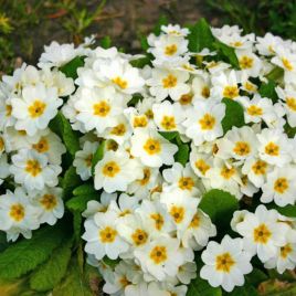 Примула Монако White (Белая)
