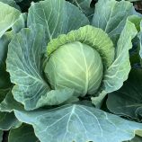 Капуста белокочанная Каррера F1 (калибр.)
