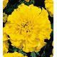 Бархатцы Наоми Yellow (желтые)
