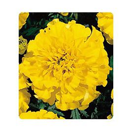 Бархатцы Наоми Yellow (желтые)