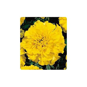Бархатцы Наоми Yellow (желтые)