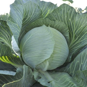 Сати F1 семена капусты б/к поздней (Hazera)