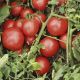 Топкапи F1 семена томата дет. (Vilmorin)