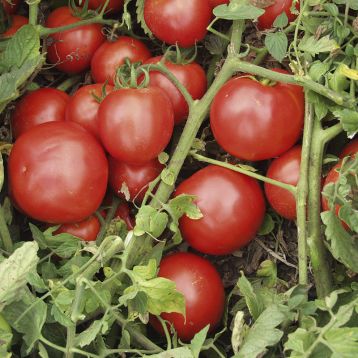 Топкапи F1 семена томата дет. (Vilmorin)