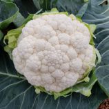 Капуста цвітна Феррара F1 