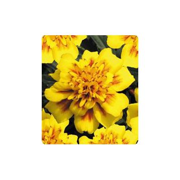 Бархатцы Наоми Yellow Face