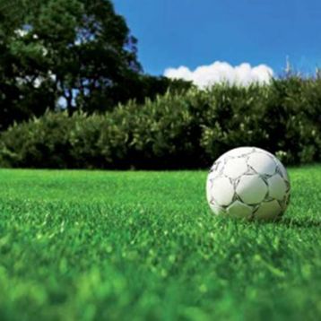 Трава газонная Спорт (SPORT)
