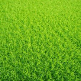 Гольф Greenfield семена газонной травы (Feldsaaten Freudenberger GmbH)