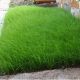 Трава газонна Повільне зростання Greenfield