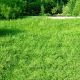 Трава газонна Повільне зростання Greenfield