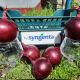 Дарко F1 насіння цибулі ріпчастої червоної (Syngenta)