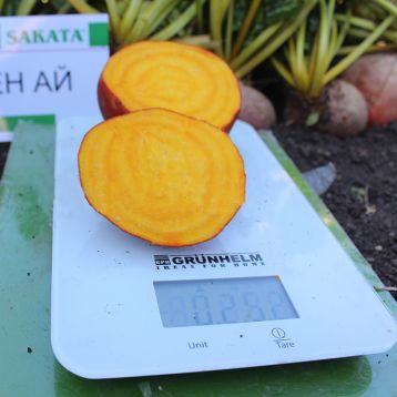 Голден Ай семена свеклы столовой среднеранней 85-90 дн. окр. желтой (Sakata)