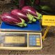 ЦРХ 50141 F1 (CRX 50141 F1) насіння баклажана раннього (Cora Seeds)