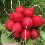 Редис Саріта F1 