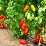 Джиано F1 семена томата индет. среднераннего 70-75 дн. перцев. 150-170 гр. красный (Esasem)