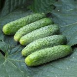Огірок Герміна F1 