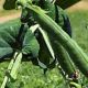 Ларанго семена гороха овощного раннего 65-70 дн (Syngenta)