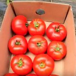 Томат ЦРХ 78713 F1 (CRX 78713 F1)