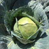 Капуста Індіана F1