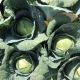 Индиана F1 семена капусты б/к среднеранней 70 дн. 1,5-2,0 кг окр. (Spark Seeds)