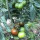 Джордано F1 семена томата индет. раннего 110 дн. окр. 160-180 гр. корич. (Spark Seeds) ОЖИДАЕТСЯ