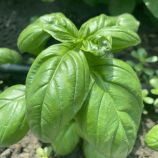 Грин Дом семена базилика тип Генуэзкий зеленого (Spark Seeds)