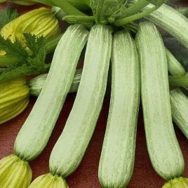 Кабачок Белоснежный лорд 