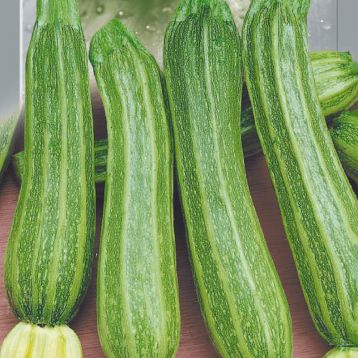 Цуккини Матрос 