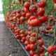 КС 134 F1 (KS 134 F1) семена томата индет. окр. 100-200г красн. (Kitano Seeds)