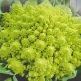 Капуста цвітна Амфора F1 