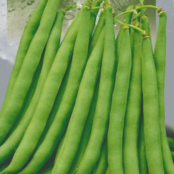 Квасоля Присадибна універсальна 