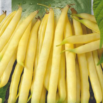 Квасоля Ляура (Лаура) 