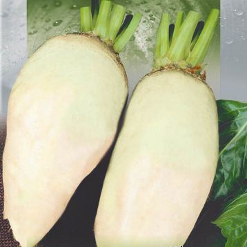 Буряк Цукровий