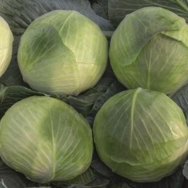 Капуста Закапа F1 