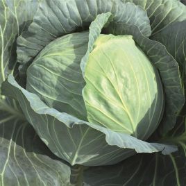 Репорт F1 семена капусты б/к поздней 115-125 дн. 3,0-4,5 кг окр. (Bejo)