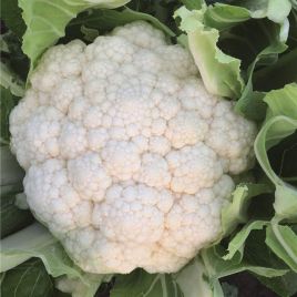 Зарагоза F1 (Царагоза F1) семена капусты цветной средней 78 дн. 1,0-1,7 кг бел. (Bejo)