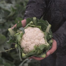 Капуста цветная Алкала F1