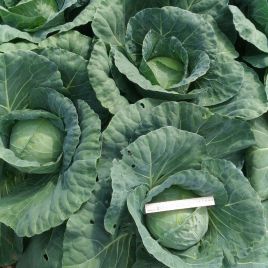 Бухарест F1 (Bucharest F1) семена капусты б/к средней 82-87 дней 2-3 кг окр. (Seminis)