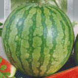 Арбуз Широнинский 