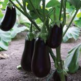 Баклажан ЕС 3592 F1 (ES C3592 F1) 