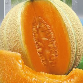 Дыня Эмир F1 