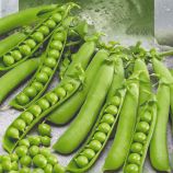 Горох Первенец