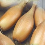 Цибуля Пінгвін 