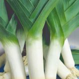 Цибуля-порей Болгарський велетень 