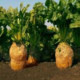 Буряк Еккендорфський жовтий 