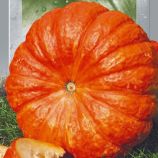 Гарбуз Руж віф де Тамп 