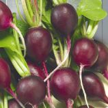 Редис Малага 
