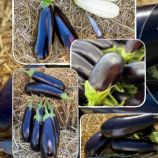 Баклажан Брат F1 